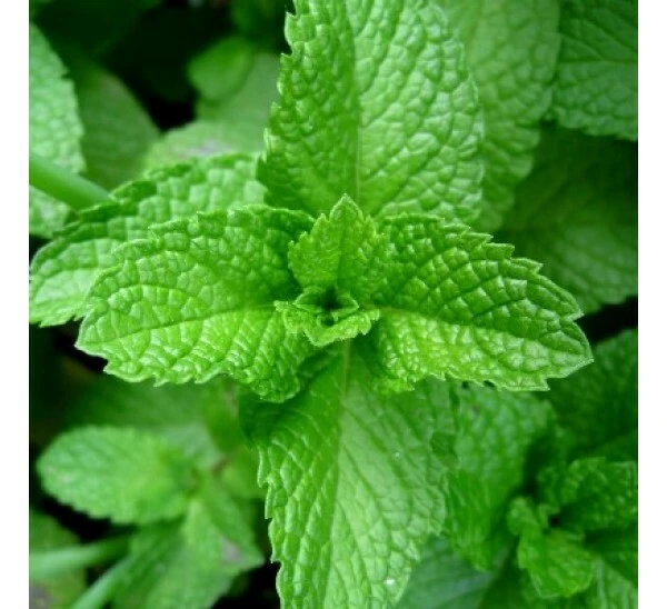 Peppermint Seeds - Aromatic Perennial Herb, Ground Cover, Pest Repellent - Image 1