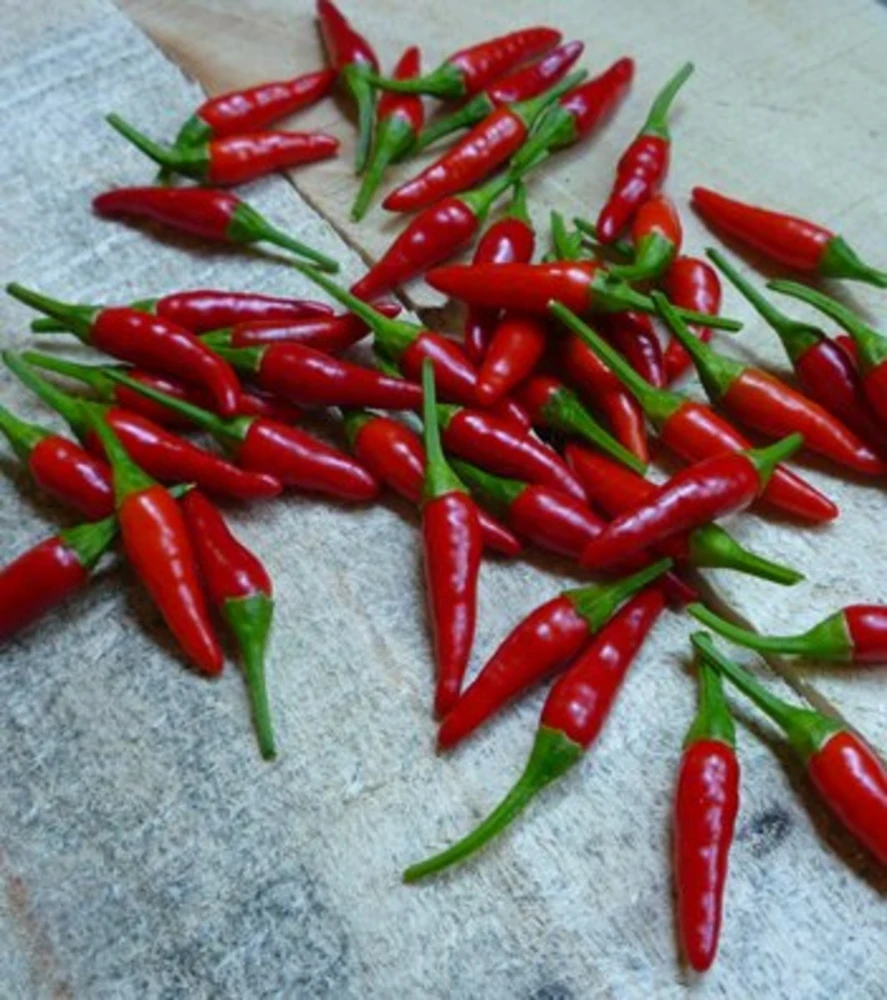 Pequin Chili Pepper Seeds - Piquin Bird Pepper - Compact Spicy Chili - Full Sun - Image 2