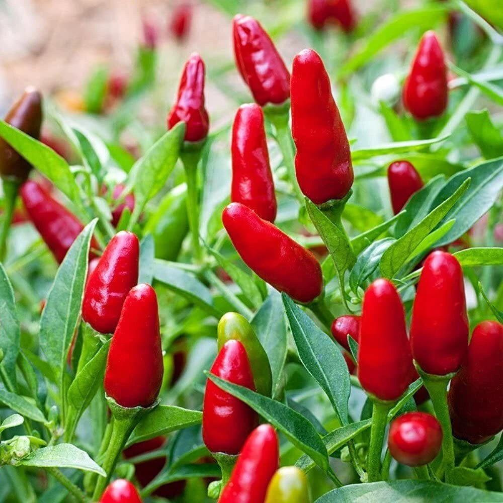 Pequin Chili Pepper Seeds - Piquin Bird Pepper - Compact Spicy Chili - Full Sun - Image 1