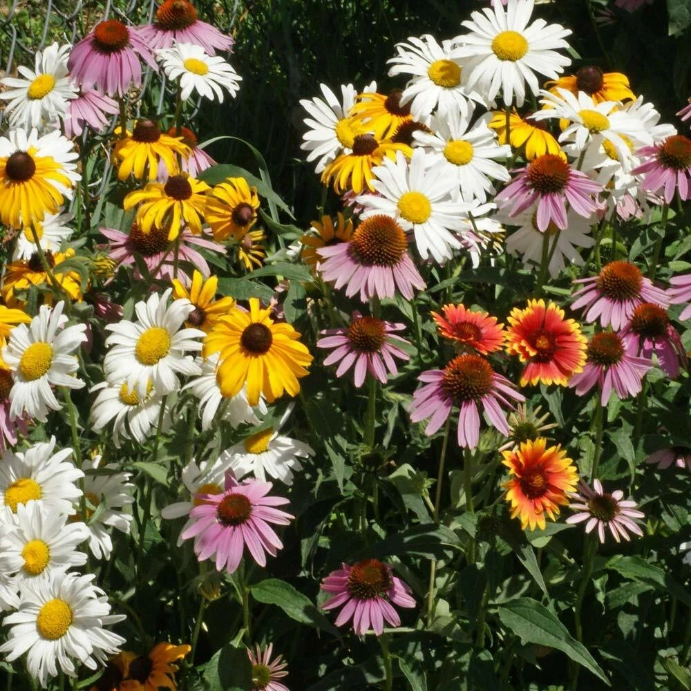 Perennial Wildflower Mix Seeds - 1 Ounce, 15 Species, Multicolor, Outdoor - Image 1