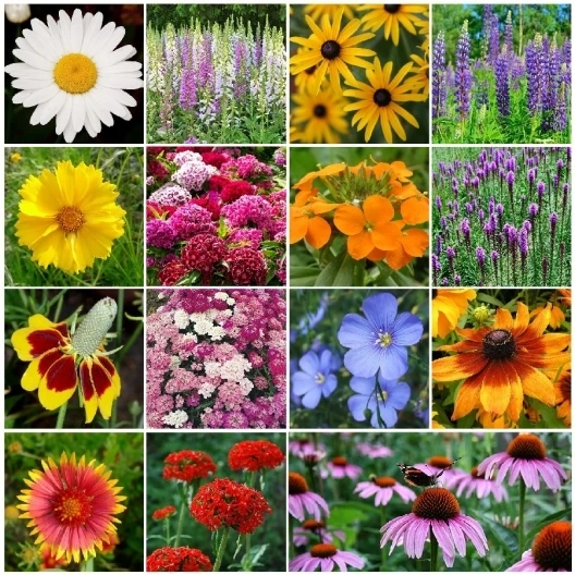Perennial Wildflower Mix Seeds - 15 Species, Multicolor, Outdoor, Easy Grow - Image 1