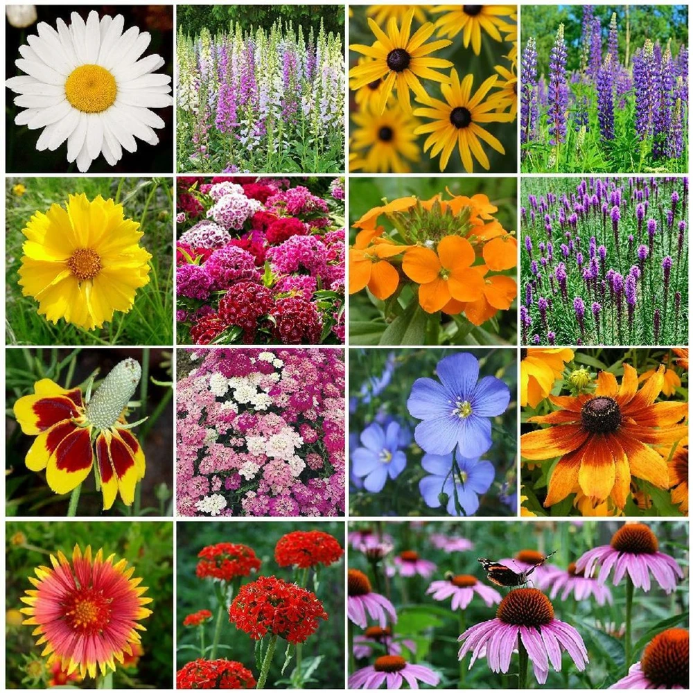 Perennial Wildflower Seed Mix - 1/4 LB, 15 Species, Easy to Grow Outdoor Seeds - Image 1