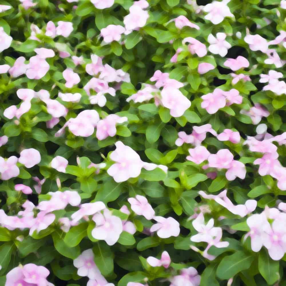 Periwinkle Seeds - Vinca Rosea Pink Ground Cover Seed - 4000 Count - Image 1