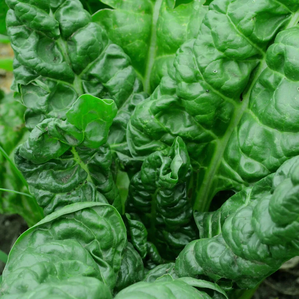 Perpetual Spinach Swiss Chard Seeds - Easy Grow Salad Greens for Zones 3-12 - Image 1