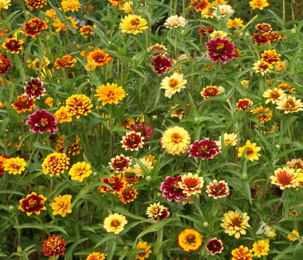 Persian Carpet Mexican Zinnia Mix Seeds - Bi-Colored Blooms, Annual Flowers, Full Sun - Image 1