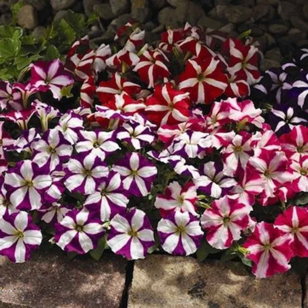 Petunia Multiflora F2 Star Mix Seeds - 500 Flower Seeds for Gardens & Baskets - Image 1