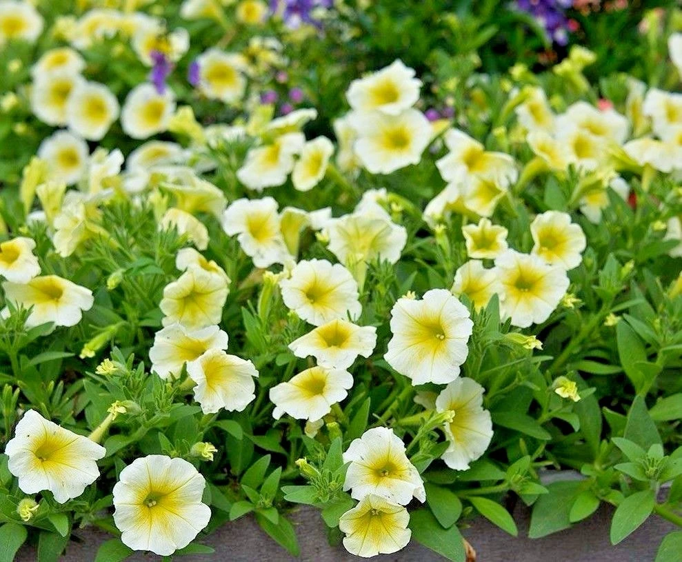 Petunia Prism Sunshine Pelleted Seeds - Yellow Flowering Annuals, Attracts Butterflies, Easy Grow - Image 2