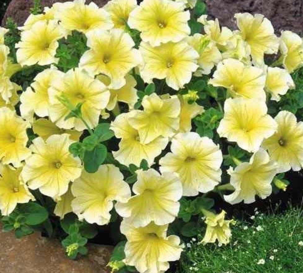 Petunia Prism Sunshine Pelleted Seeds - Yellow Flowering Annuals, Attracts Butterflies, Easy Grow - Image 3