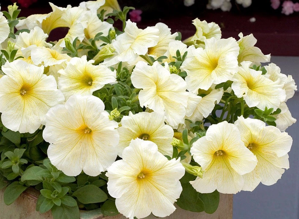 Petunia Prism Sunshine Pelleted Seeds - Yellow Flowering Annuals, Attracts Butterflies, Easy Grow - Image 1
