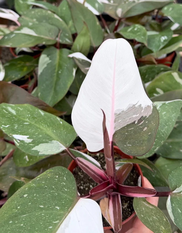 Philodendron Red Anderson Live Plant – 4 Inch Pot – Variegated Houseplant - Image 1