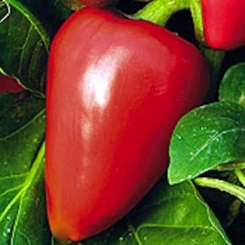 Pimento Sweet Pepper Seeds - Heirloom Douce D'Espagne, Annual, Red, Outdoor - Image 1