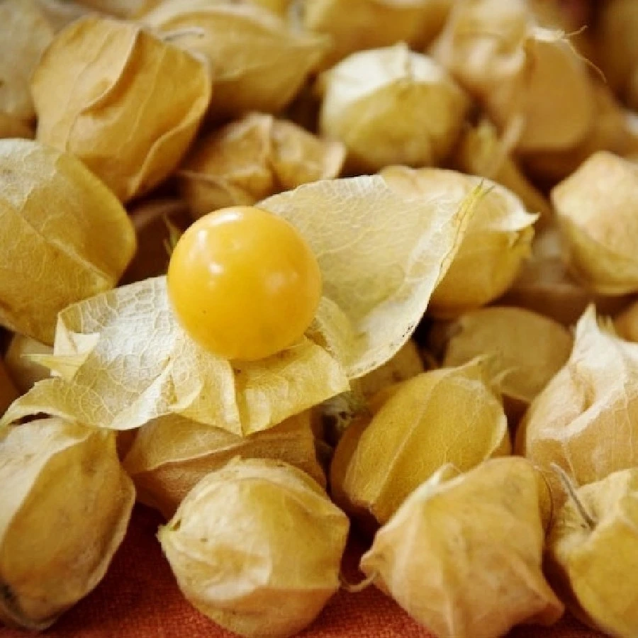Pineapple Tomatillo Seeds - 50 Count Goldenberry Physalis pruinosa for Outdoor Growing - Image 1