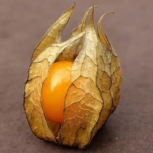 Pineapple Tomatillo Seeds - 50 Count Goldenberry, Physalis pruinosa, Outdoor - Image 2