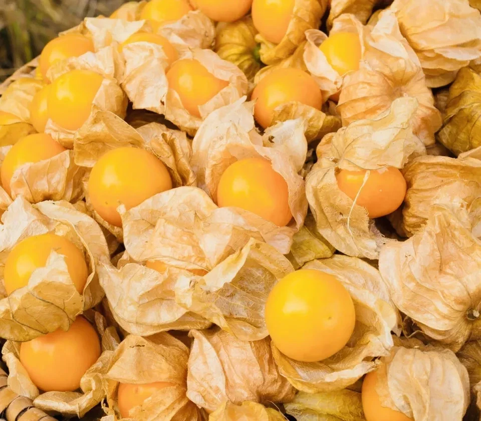 Pineapple Tomatillo Seeds - 50 Count Goldenberry Physalis pruinosa for Outdoor Growing - Image 2