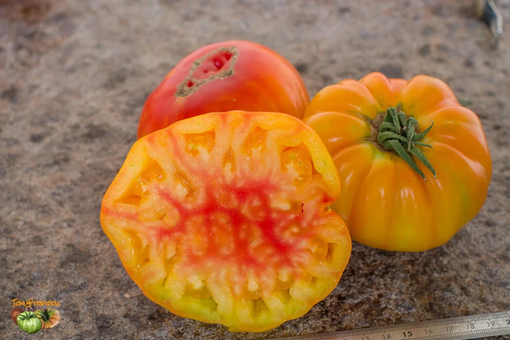 Pineapple Tomato Seeds - Heirloom Bi-Colored Beefsteak Tomato Seeds, Open-Pollinating, Outdoor - Image 2