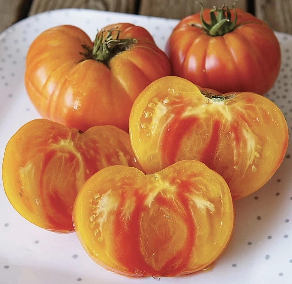 Pineapple Tomato Seeds - Heirloom Bi-Colored Beefsteak Tomato Seeds, Open-Pollinating, Outdoor - Image 1