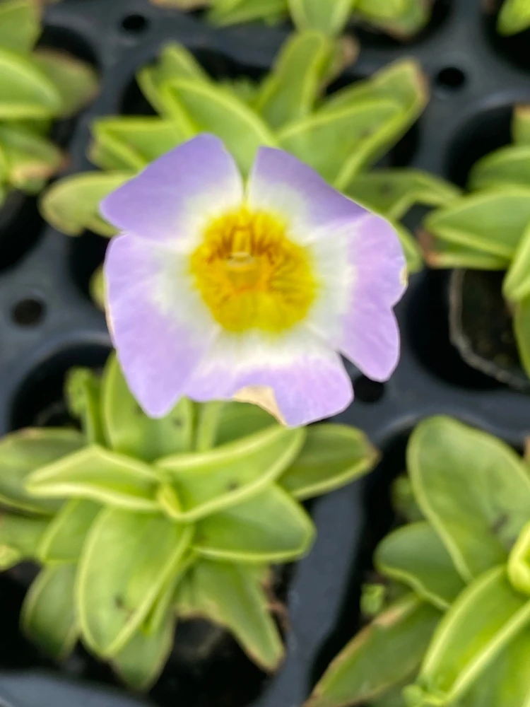 Pinguicula primuliflora Live Plant - Butterwort Carnivorous Plant, 2.5" Pot - Image 1