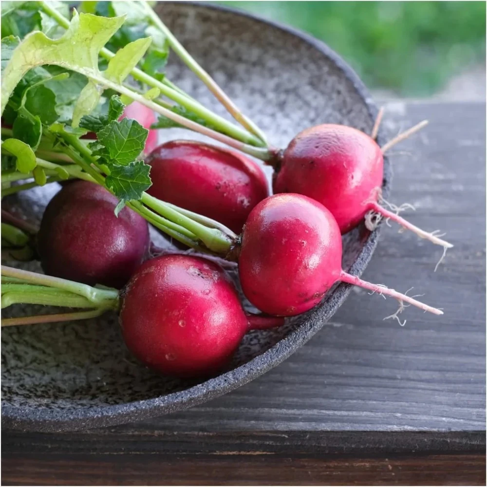 Pink Celebration Radish Seeds - Fast Harvest, Easy Grow, Annual, Outdoor - Image 1
