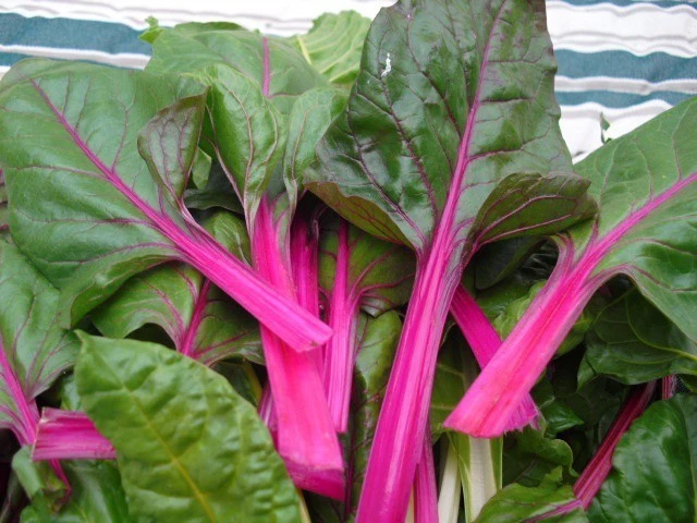 Pink Lipstick Swiss Chard Seeds - Colorful Annual Vegetable Seeds for Garden - Image 1