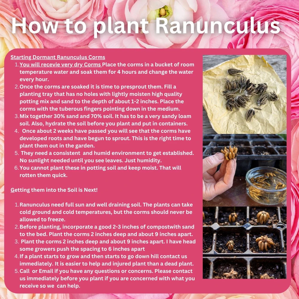 Pink Ranunculus Bulbs - 20 Count Jumbo Size for Garden & Cut Flowers - Image 7
