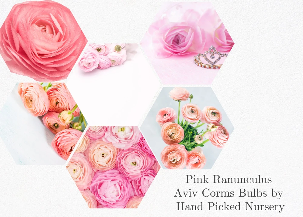 Pink Ranunculus Bulbs - 20 Count Jumbo Size for Garden & Cut Flowers - Image 8