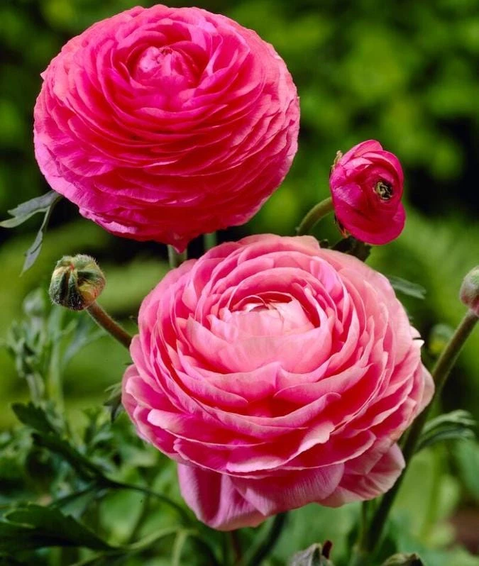 Pink Ranunculus Bulbs - 20 Count Jumbo Size for Garden & Cut Flowers - Image 1