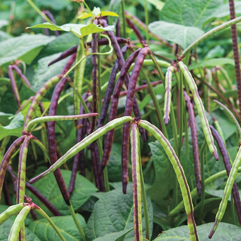 Pinkeye Purple Hull Pea Seeds - Cowpea, Southern Pea - Easy Grow Annual - Image 1