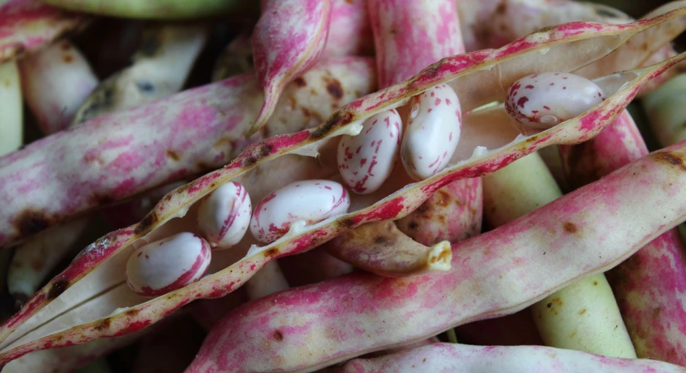 Pinto Bean Seeds - Dry Shelling & Refried Beans - Tan/Brown Speckled - Easy Grow Outdoor - Image 2