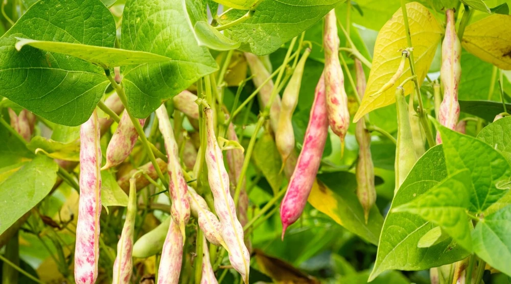Pinto Bean Seeds - Dry Shelling & Refried Beans - Tan/Brown Speckled - Easy Grow Outdoor - Image 1