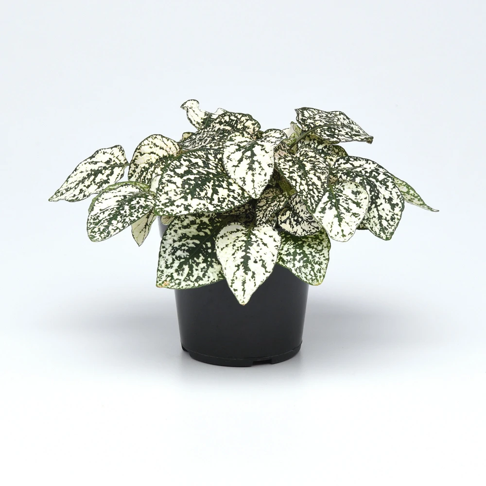 Polka Dot Plant Seeds - White Hypoestes Phyllostachya - 100 Seeds for Indoor/Outdoor - Image 1