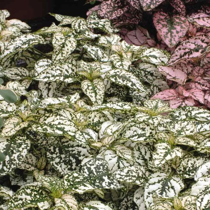 Polka Dot Plant Seeds - White Hypoestes Phyllostachya - 100 Seeds for Indoor/Outdoor - Image 2