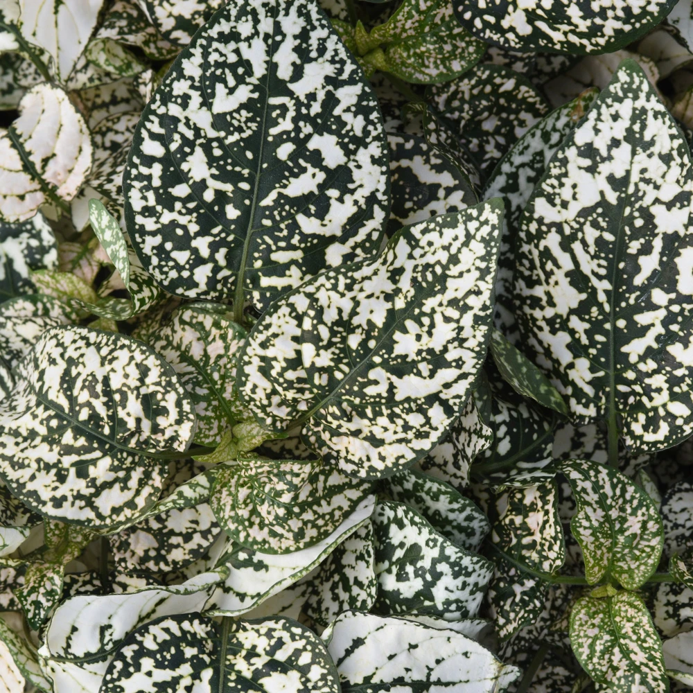 Polka Dot Plant Seeds - White Hypoestes Phyllostachya - 100 Seeds for Indoor/Outdoor - Image 3