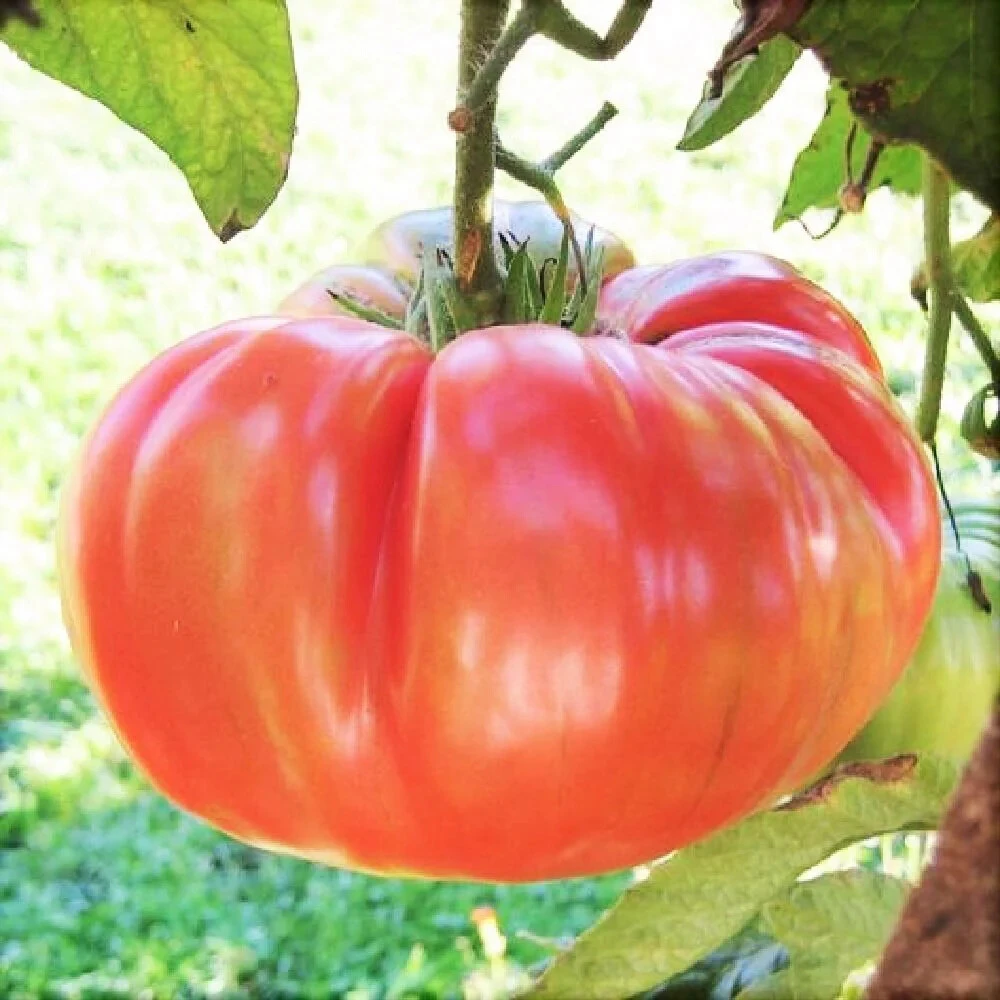 Ponderosa Red Tomato Seeds - Heirloom, Outdoor, Annual - Image 1