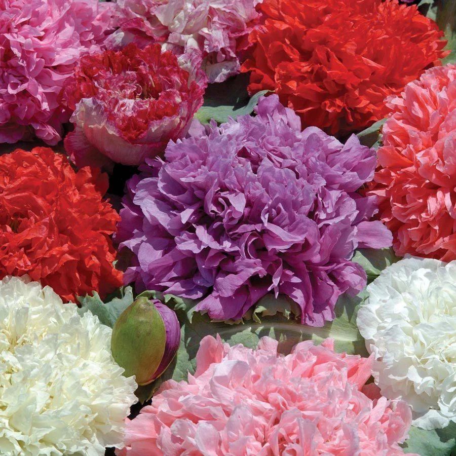 Poppy Peony Double Mixed Flower Seeds - Red, Pink, White, Purple - Annual - Image 1