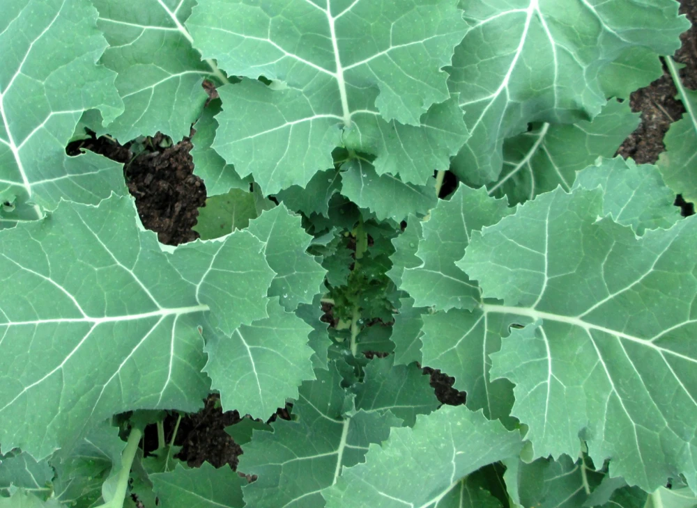 Premier Kale Seeds - Early Hanover Variety, Green, Outdoor, Easy Grow - Image 1