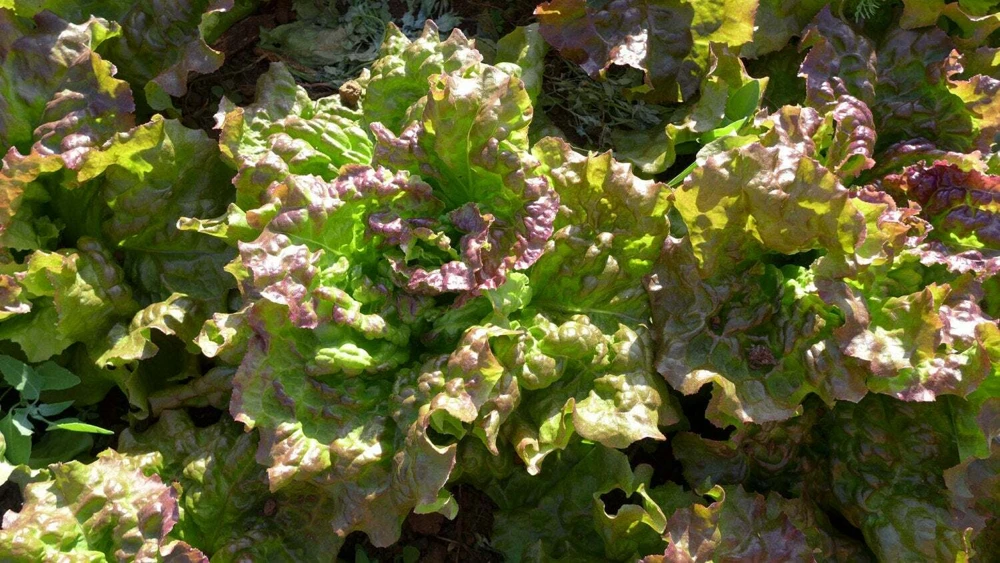 Prizehead Leaf Lettuce Seeds - Heirloom, Annual, Outdoor - Image 1