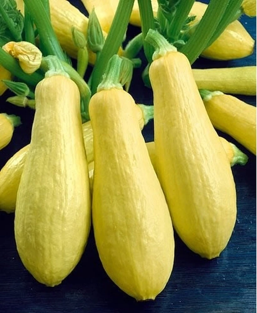 Prolific Straightneck Summer Squash Seeds - Yellow, Easy Grow, Annual - Image 2