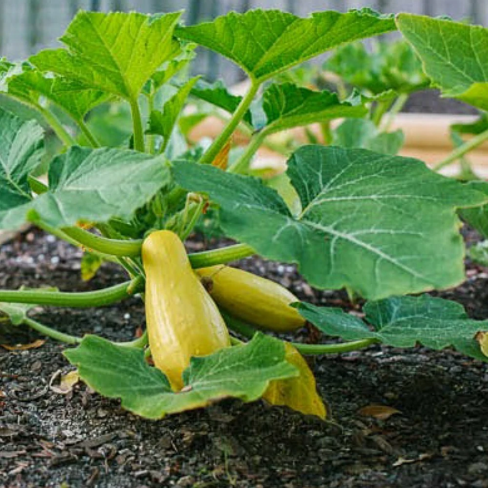 Prolific Straightneck Summer Squash Seeds - Yellow, Easy Grow, Annual - Image 1