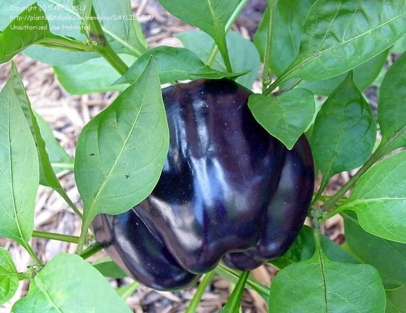 Purple Beauty Bell Pepper Seeds - Sweet Heirloom Variety - Outdoor - Zones 3-12 - Image 2