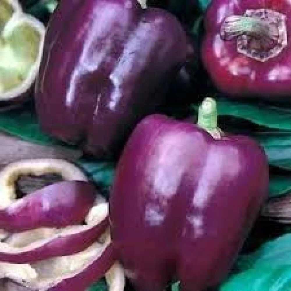 Purple Beauty Bell Pepper Seeds - Sweet Heirloom Variety - Outdoor - Zones 3-12 - Image 1
