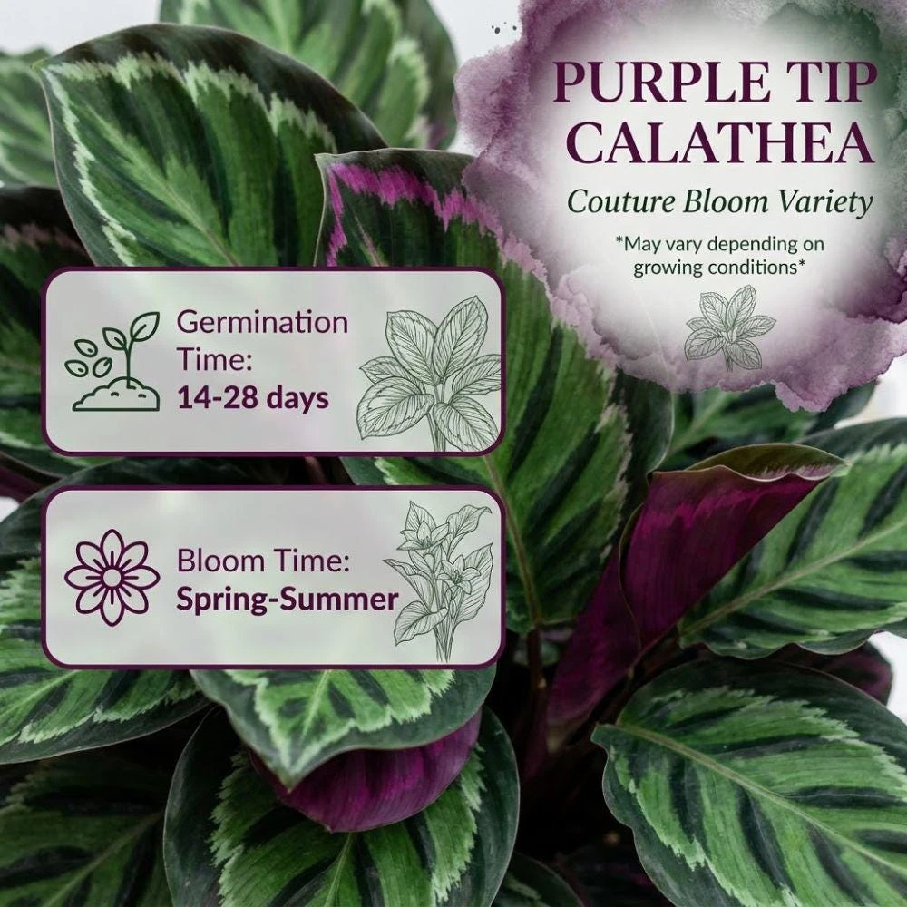 Purple Calathea Couture Flower Seeds - Tropical Houseplant Seeds for Indoor Planting - Image 3
