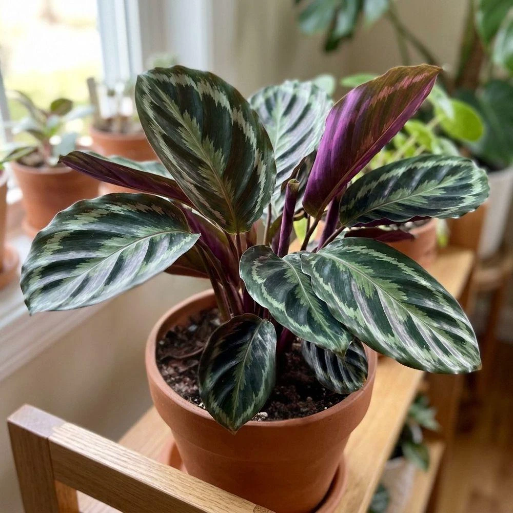 Purple Calathea Couture Flower Seeds - Tropical Houseplant Seeds for Indoor Planting - Image 6