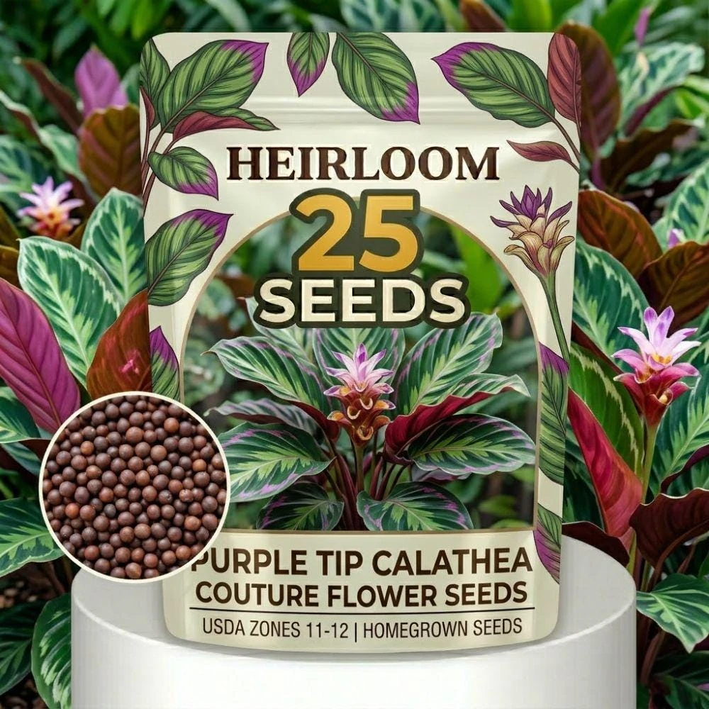 Purple Calathea Couture Flower Seeds - Tropical Houseplant Seeds for Indoor Planting - Image 1