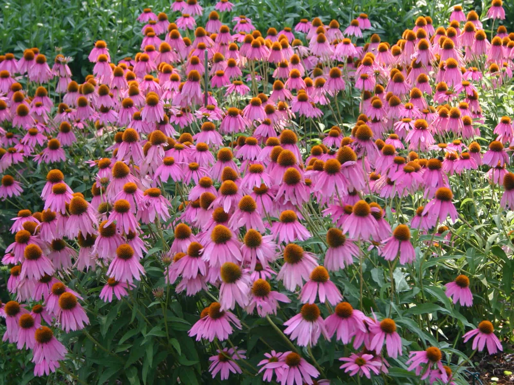Purple Coneflower Seeds - Echinacea Purpurea for Butterflies & Bees - Image 2
