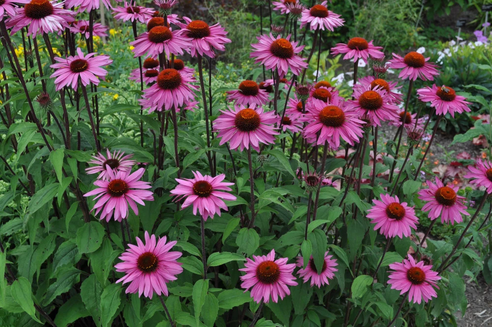 Purple Coneflower Seeds - Echinacea Purpurea for Butterflies & Bees - Image 1