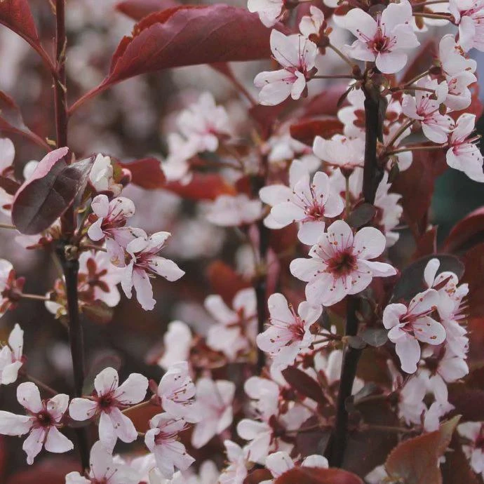 Purple Leaf Sand Cherry Bare Root Plants – 5 Pack, 10-20" Tall – Outdoor Shrub - Image 1