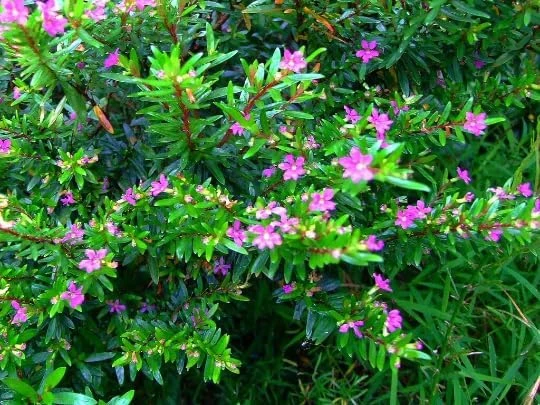 Purple Mexican Heather Live Plant - 3x 4 inch Pot - Evergreen Shrub - Image 1