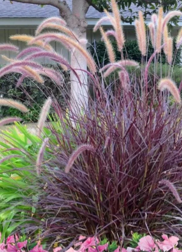 Purple Pennisetum Fountain Grass Live Plant - 5-8" Tall - Ship No Pot - Pennisetum setaceum - Ornamental Purple Grass for Landscape - Image 1