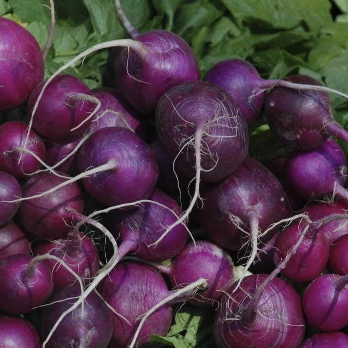 Purple Plum Radish Seeds - Heirloom Vegetable Seeds for Zones 3-12 - Image 1