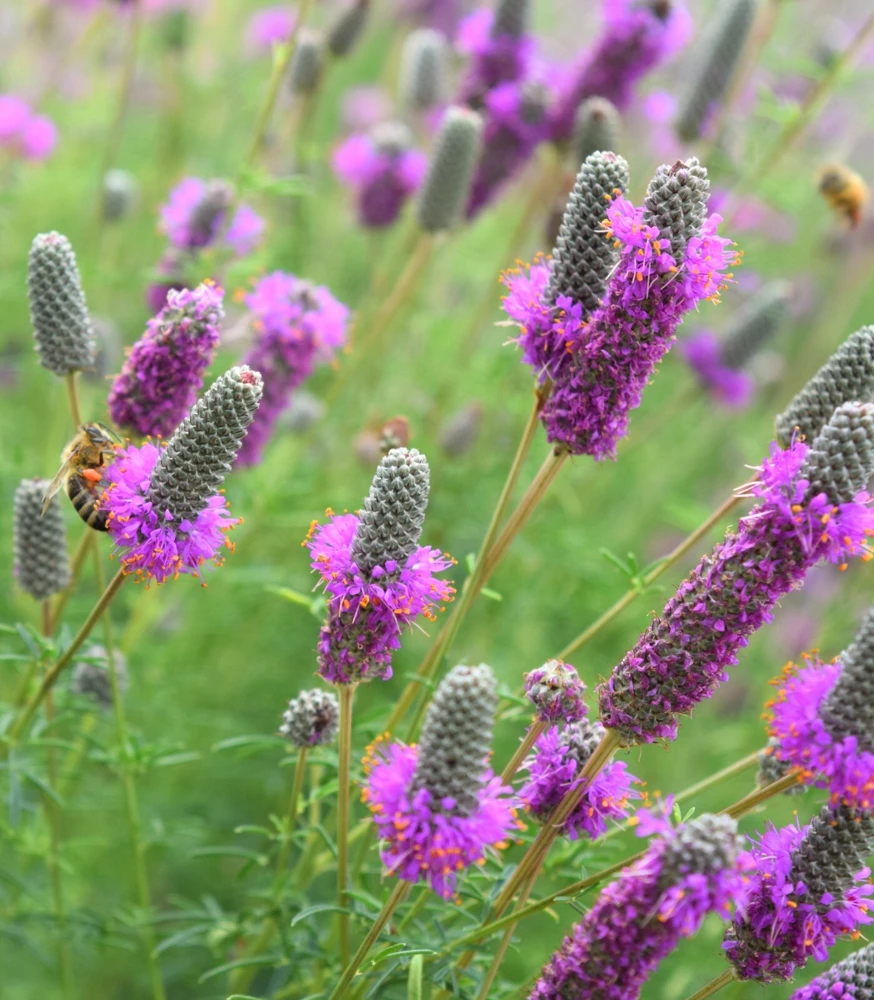 Purple Prairie Clover Seeds - Wildflower Seed Packet - Attracts Pollinators - Outdoor - Image 2